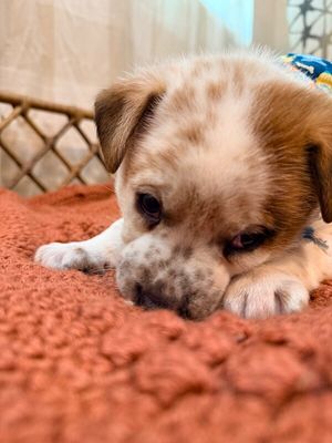 Churro Chip Cutie thumbnail 9