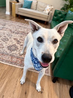 Oakley Bubs the Soulful Sweetie thumbnail 6
