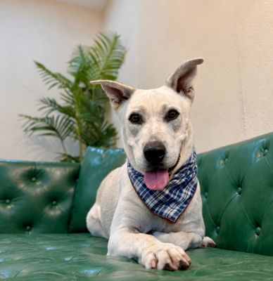 Oakley Bubs the Soulful Sweetie thumbnail 1