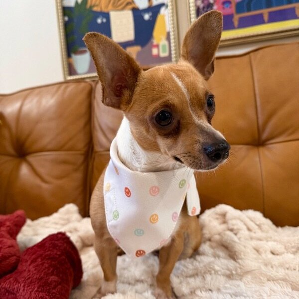 Lily Sage, a Chihuahua dog