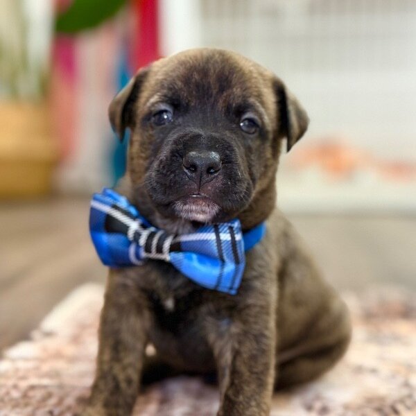 River Wildheart, a American Bully dog