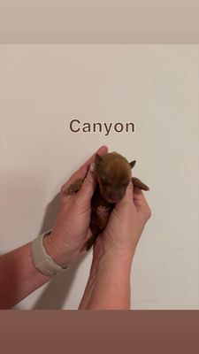 Canyon Trailblazer thumbnail 8