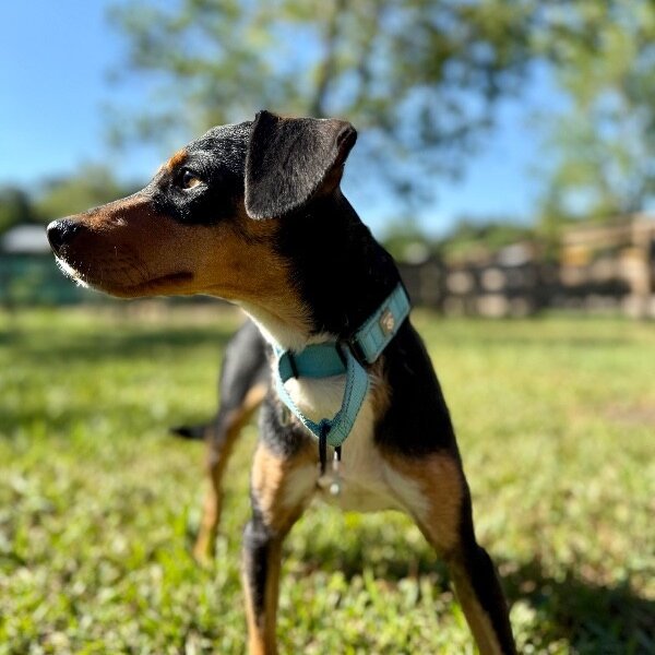 Winston Loyal Little Love, a Chihuahua dog
