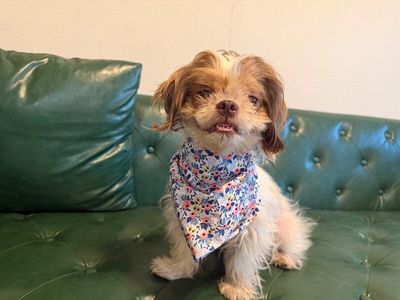 Layla Mable Tippy Toes Bonita thumbnail 3
