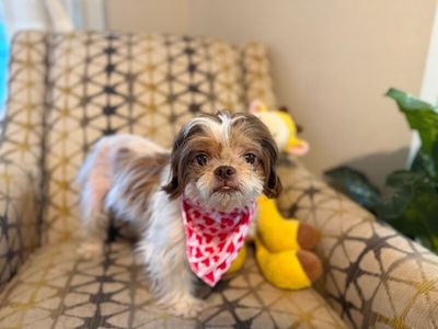 Layla Mable Tippy Toes Bonita thumbnail 4