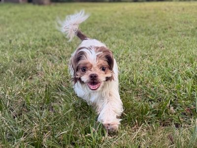Layla Mable Tippy Toes Bonita thumbnail 5