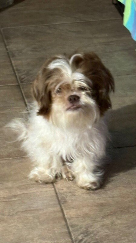 Layla Mable Tippy Toes Bonita