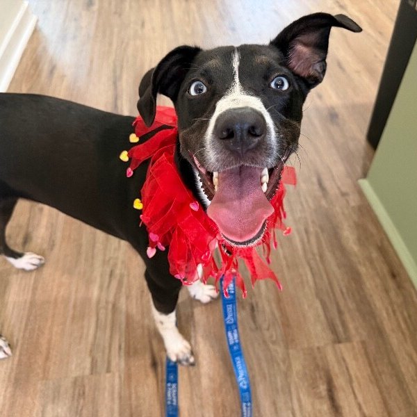 Tia Adventure Girl, a Labrador Retriever dog