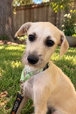 Oatmeal Scruffy Sir Montgomery thumbnail 4