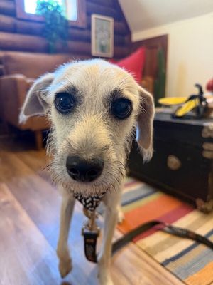 Oatmeal Scruffy Sir Montgomery thumbnail 3