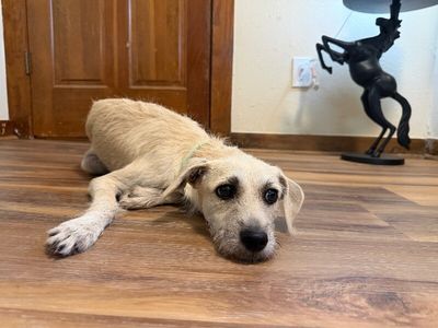 Oatmeal Scruffy Sir Montgomery thumbnail 9