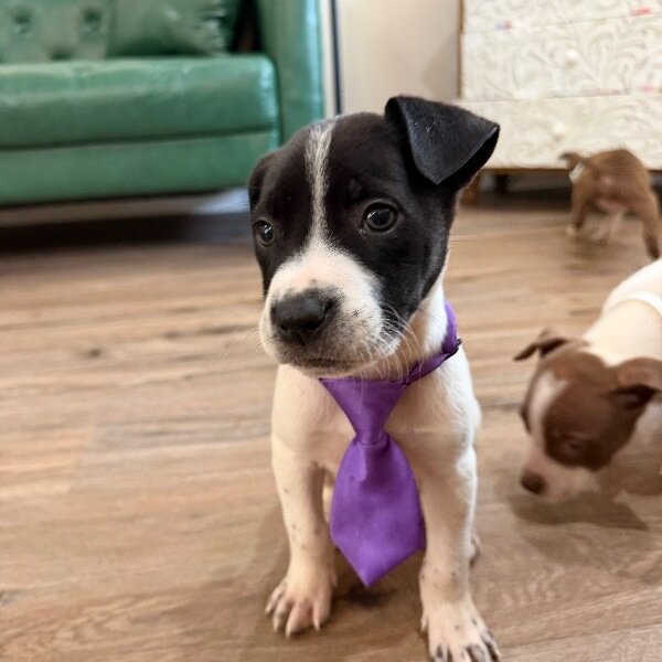 Herman Theodore the Great Gala, a Pit Bull Terrier dog