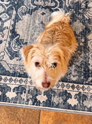 Russell Scruff Cute Lil Guy thumbnail 9