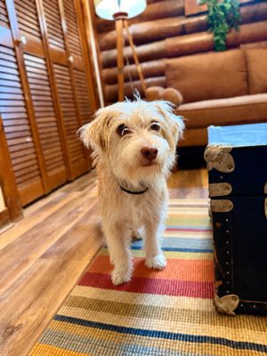 Russell Scruff Cute Lil Guy thumbnail 14