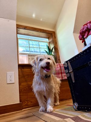 Russell Scruff Cute Lil Guy thumbnail 11