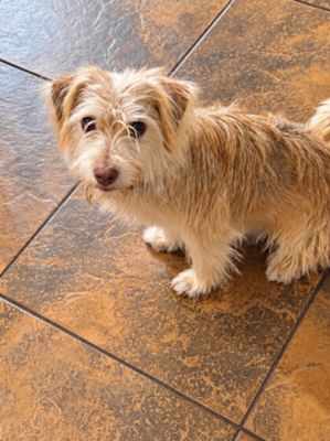 Russell Scruff Cute Lil Guy thumbnail 8