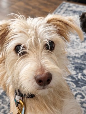 Russell Scruff Cute Lil Guy thumbnail 4