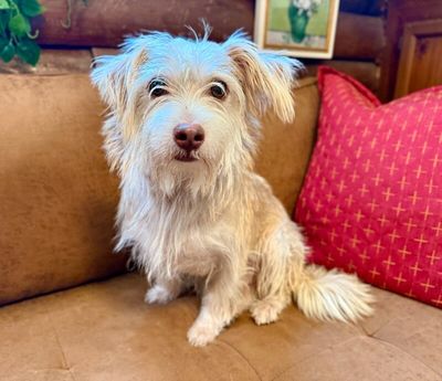 Russell Scruff Cute Lil Guy thumbnail 5