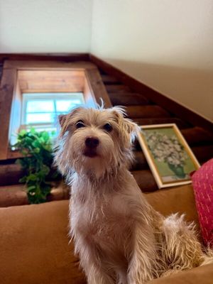 Russell Scruff Cute Lil Guy thumbnail 10