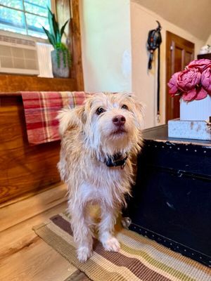 Russell Scruff Cute Lil Guy thumbnail 15