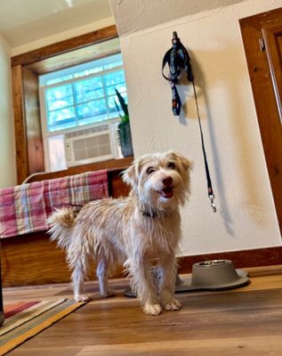 Russell Scruff Cute Lil Guy thumbnail 6
