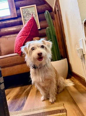 Russell Scruff Cute Lil Guy thumbnail 7
