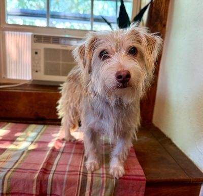 Russell Scruff Cute Lil Guy thumbnail 12