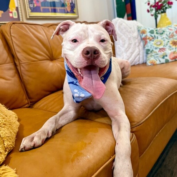 Handsome Pete Sweet and Unique, a American Staffordshire Terrier dog