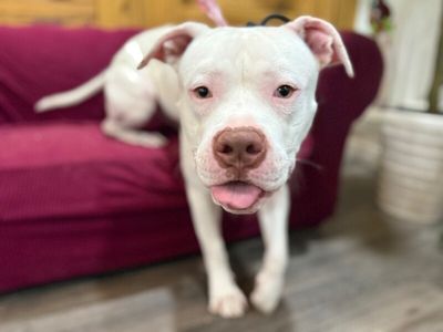 Handsome Pete Sweet and Unique thumbnail 9