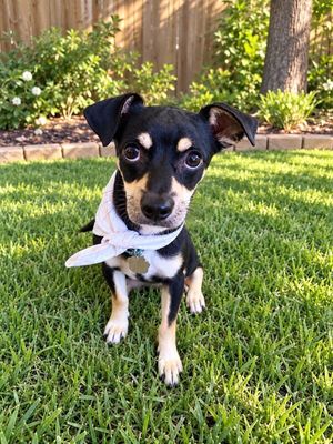 Luxe Finnegan Pippin Pawsworth! thumbnail 1