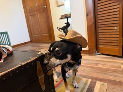 Luxe Finnegan Pippin Pawsworth! thumbnail 4