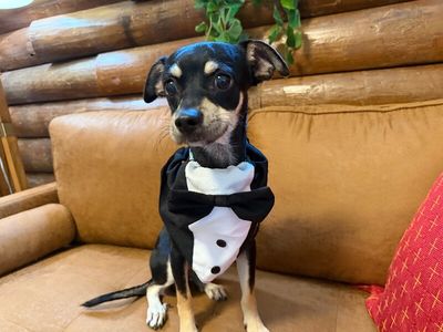 Luxe Finnegan Pippin Pawsworth! thumbnail 3