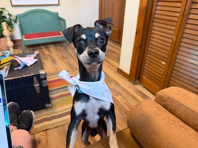 Luxe Finnegan Pippin Pawsworth! thumbnail 5