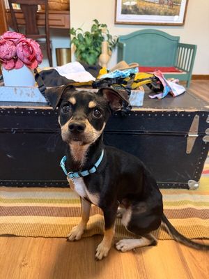Luxe Finnegan Pippin Pawsworth! thumbnail 6