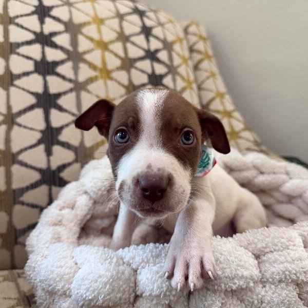 Bagby Princess Gala, a Pit Bull Terrier dog