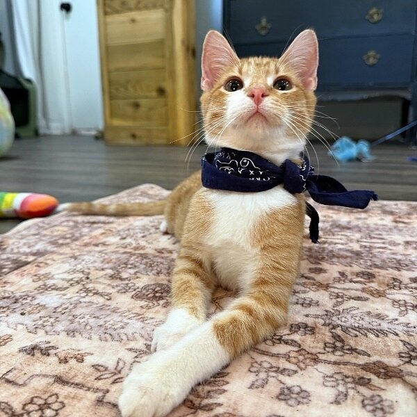 Mochi Social Butterfly, a Tabby cat available for adoption