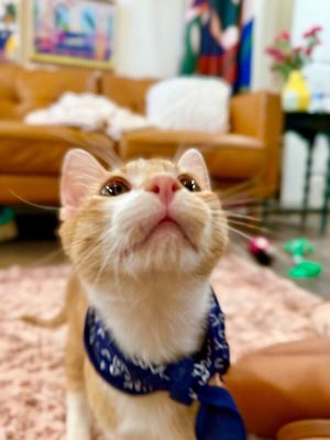 Mochi Social Butterfly thumbnail 5