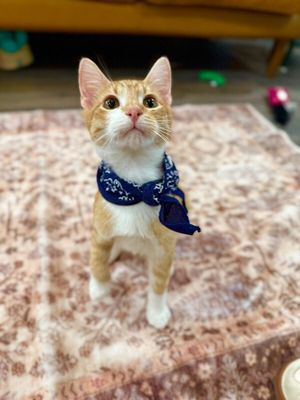 Mochi Social Butterfly thumbnail 10