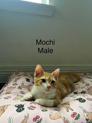 Mochi Social Butterfly thumbnail 11