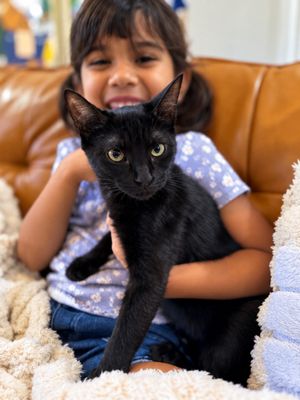 Mavis Purrfect Explorer thumbnail 4