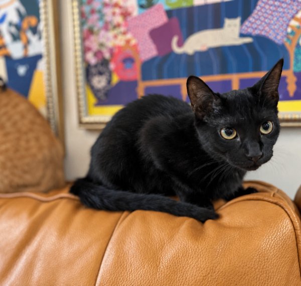 Mavis Purrfect Explorer, a Bombay cat available for adoption