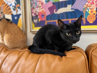 Mavis Purrfect Explorer thumbnail 1