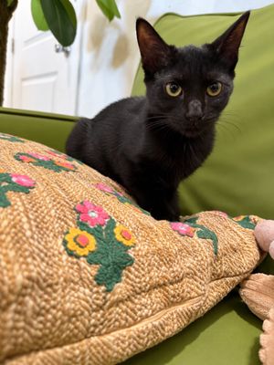 Mavis Purrfect Explorer thumbnail 3