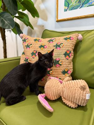 Mavis Purrfect Explorer thumbnail 7