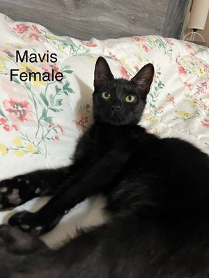 Mavis Purrfect Explorer thumbnail 9