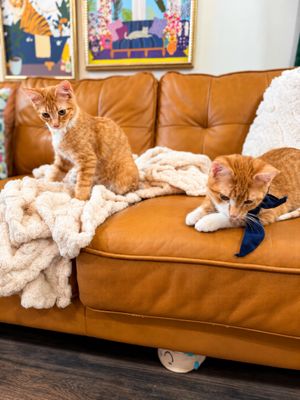 Rex Cuddle Commander thumbnail 6