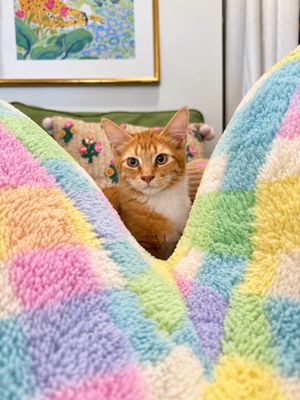 Rex Cuddle Commander thumbnail 5