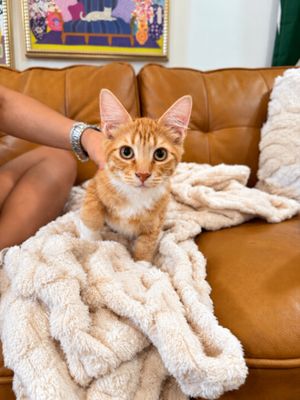 Rex Cuddle Commander thumbnail 9