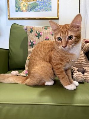 Rex Cuddle Commander thumbnail 3