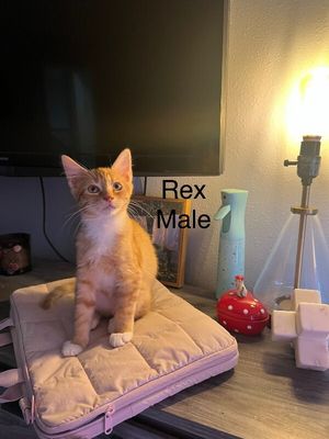 Rex Cuddle Commander thumbnail 10